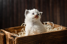 Little White Kitten In A Wooden Box