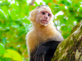 White-faced capuchin monkey, Manuel Antonio National Park, Quepos, Costa Rica