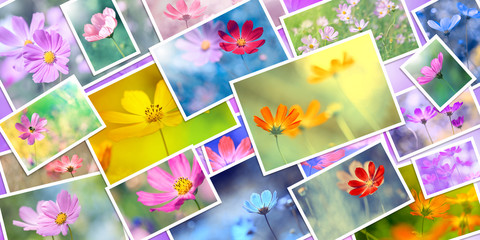 Wall Mural - collage of cosmea flowers, banner. many pictures of flowers. beautiful floral spring and summer bord