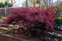 Red Foliage Of The Weeping Laceleaf Japanese Maple Tree, Acer Palmatum In Garden