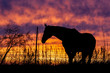 © Margaret Burlingham - Silhouette of a horse in a pasture along a wire fence looking at a beautiful pink, blue, orange, and yellow sunset.