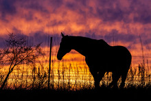 Silhouette Of A Horse In A Pasture Along A Wire Fence Looking At A Beautiful Pink, Blue, Orange, And Yellow Sunset.