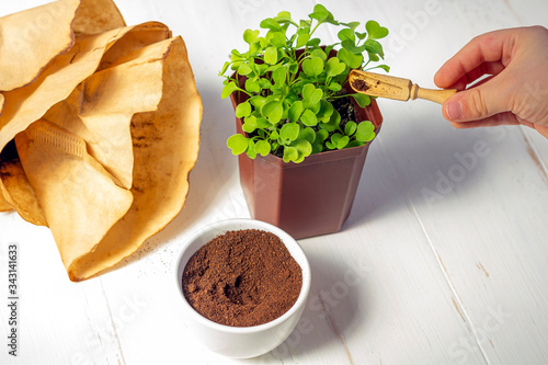 Recycling waste from ground coffee. Used coffee grounds as fertilizer micro greens in pot on white wooden background. Zero waste, eco friendly, reasonable consumption concept