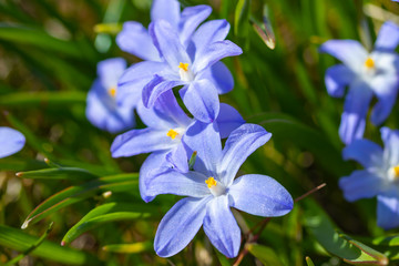 Closeup of blooming blue scilla luciliae flowers in sunny day. First spring bulbous plants. Selective focus.