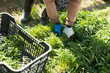 © JackF - Rows of arugula in garden outdoor, hands of gardener