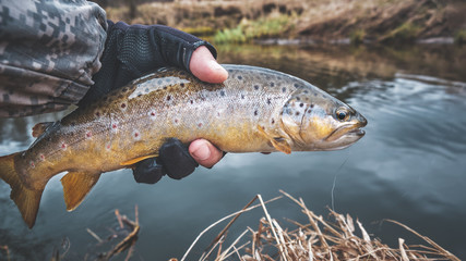 Brook trout in the hand of a fisherman.