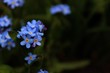 forget-me-not