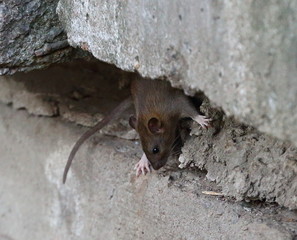 Rat in the gap between the old concrete slabs