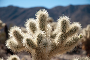 Joshua tree National Park, California