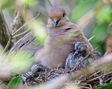 Proud Mama Mourning Dove And Her Babies