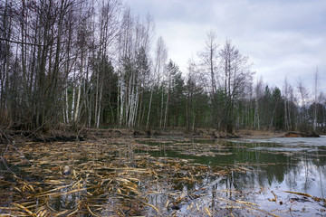 Early spring in central Russia. Dirty pond with green water surrounded by trees. Gray sky.