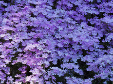 Phlox Subulata | Phlox Rampant Ou Phlox Subulé Aux Abondantes Fleurs à Pétales De Couleur Bleu Clair Teinté De Rose