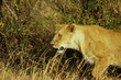 © Joao Compasso - Lioness hunting at Maasai Mara. She is alone and looking for prey in Kenya's savannah.