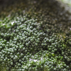 Closeup broccoli texture