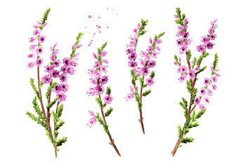 branch of heather with purple flowers set, symbol of good luck. watercolor hand drawn illustration i