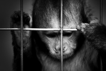 Close-up Of Monkey In Cage