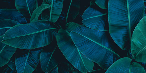 Obraz na płótnie roślina vintage tropikalny dżungla