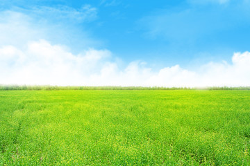 Wall Mural - summer landscape