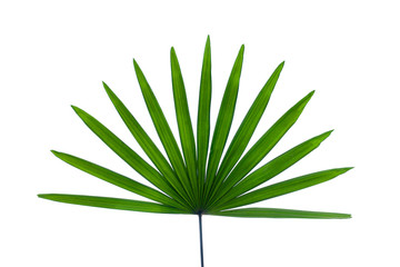 leaves of palm isolated on white background for design elements, tropical leaf, summer background