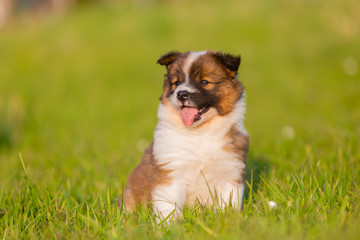 Wall Mural - portrait of a cute elo puppy