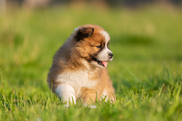 Wall Mural - portrait of a cute elo puppy