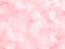 Beautiful Abstract White And Pink Feathers On White Background And Soft White Feather Texture On Pink  Pattern And Pink Background, Feather Background, Pink Banners