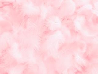 Wall Mural - Beautiful abstract white and pink feathers on white background and soft white feather texture on pink  pattern and pink background, feather background, pink banners
