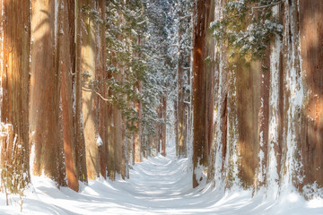 A row of Cedar Trees at Togakushi Shrine in winter in Nagano, Japan.