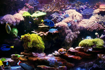 Wall Mural - Colorful underwater world with living corals and tropical fish (regal tangs or blue tangs)