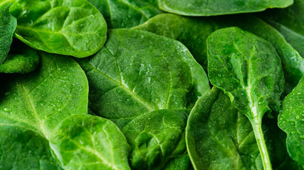 Wall Mural - Fresh green spinach, background with leaves, spinach texture