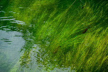 Fish And Algae In The River, Krka National Park, Croatia.