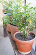© Djurdjina - Rose stalks in pots on a wooden table.