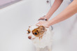 © alfa27 - adorable little dog getting bath. spitz pet get shower before hair cutting at grooming salon