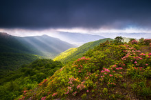Crepuscular Light Rays Bursting Out From Under Heavy Cloud Cover Over The Spring Mountain Laurel Bloom At Craggy Gardens Along The Blue Ridge Parkway In Western North Carolina. 
