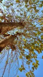 Fototapeta Sawanna - tree in the forest