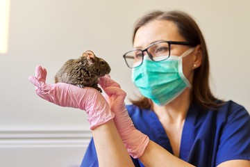 Rodent Chilean degu squirrel examined by doctor veterinarian