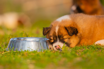 Wall Mural - cute elo puppy sleeps on the lawn