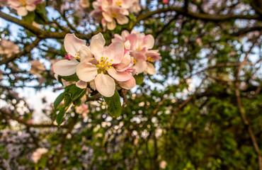 Cherry blossom tree pink blooming flowers on branch close up in sun light as spring floral botanical background with copy space for text