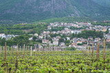 Fototapeta Natura - Vineyards at Eppan in South Tyrol in northern Italy. Growing grapes and apples is the main branch of the economy in this region.