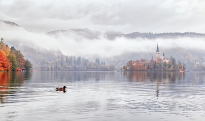 Spectacular autumnal scene of lake Bled in Slovenia. Duck bird swimming at foreground at old church on island background. Yellow-red autumnal color gamma. Charming foggy autumn panorama landscape.