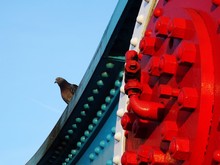 Low Angle View Of Pigeon Perching On Tower Bridge