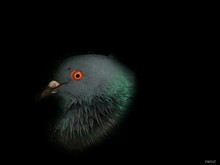 Profile Of Pigeon On Black Background