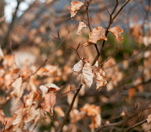 Autumn Branch With Withered Leaves