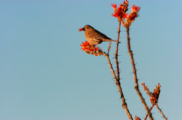 House finch feeding on ocotillo flowers;  Big Bend NP;  Texas