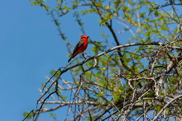 Wall Mural - Vermilion flycatcher (Pyrocephalus obscurus) in Big Bend NP;  Texas