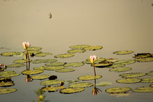 Close-up Of Lotus Water Lily In Lake