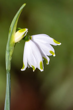 Blooming White Flower On Green Stem