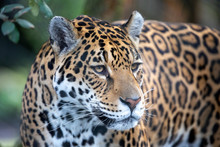 Portrait Of A Jaguar In Outdoor Wild Scene