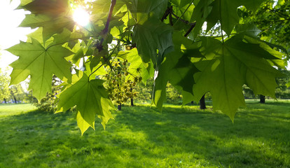Wall Mural - branch with fresh green leaves of maple tree lit by sun