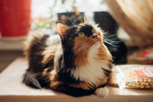 A Tricolored Cat Sits On A Table In The Contoured Sunlight